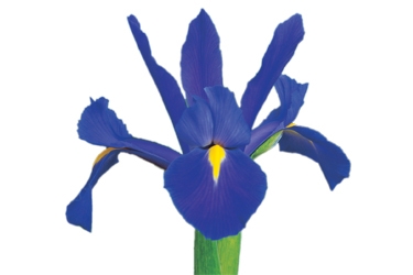 Iris Blue Magic tn.jpg